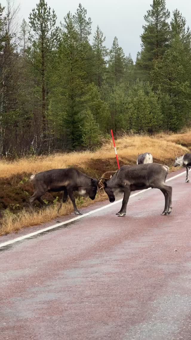 #bushpoint #sweden #scandinavia #travelbug #reindeer
